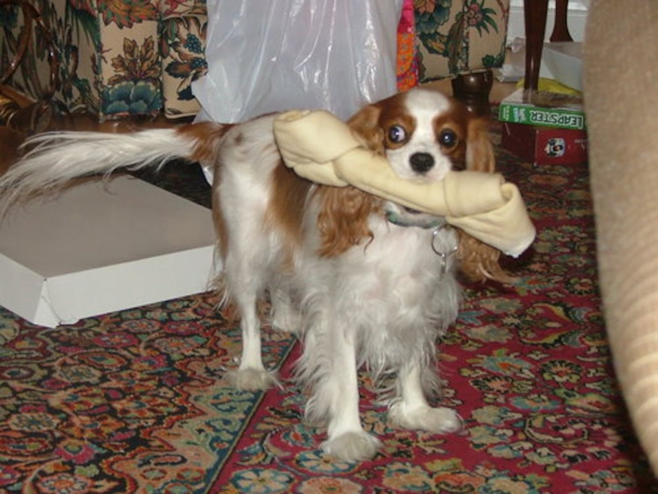 Atlanta's Top Dogs: Best Photos