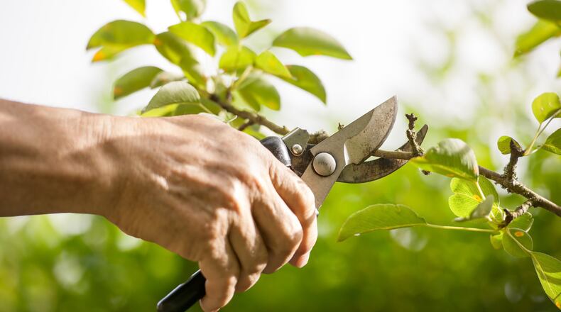 If you live in an especially wooded area, this may be a good time to trim trees. (Dreamstime)