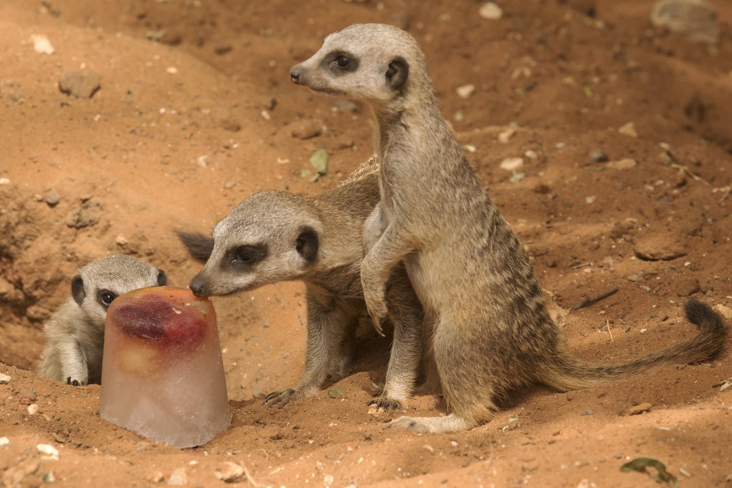 Summertime photos: Animals chill out at zoos