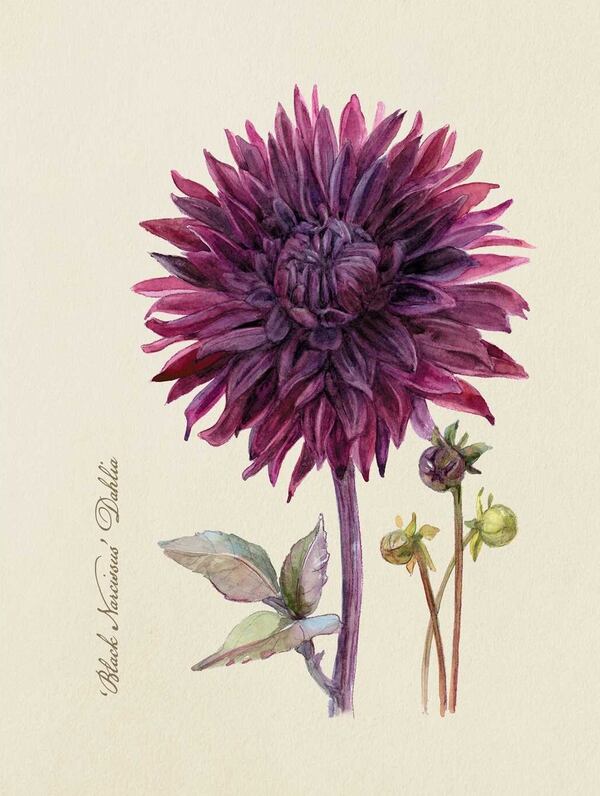 Illustration of a 'Black Narcissus' dahlia by Irina Vinnik in "The  Goth Garden" by Felicia Feaster. (Courtesy of Adams Media)