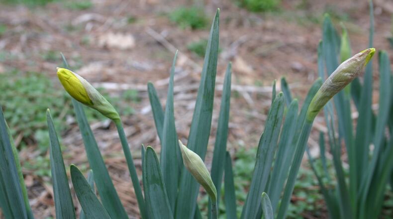 It’s best to fertilize spring bulbs when the leaves emerge but not after flowering. CONTRIBUTED BY WALTER REEVES
