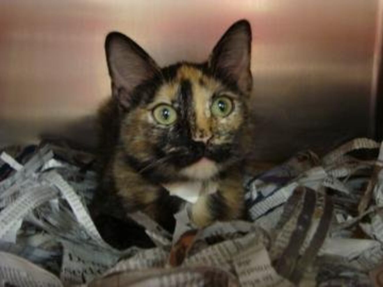 Can you find me a home, please?