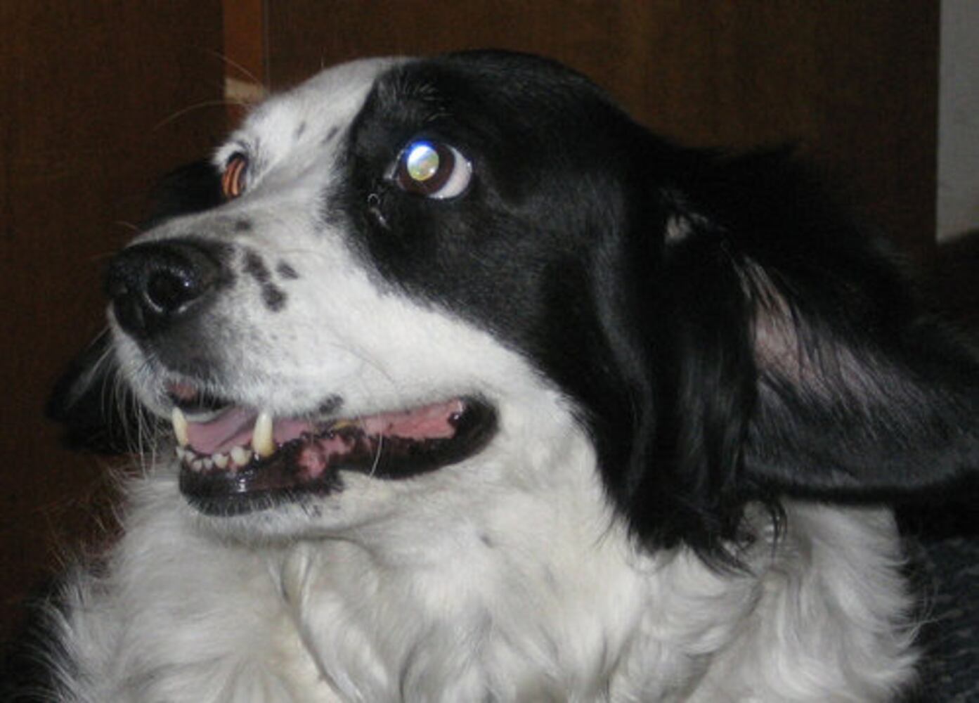 Happy Monday! Atlanta's Smiling Pets
