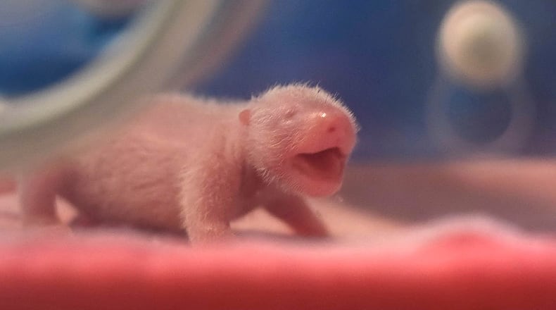 This June 23, 2015, photo released by China's Xinhua News Agency shows one of the twin panda cubs born in Chengdu Research Base of Giant Panda Breeding in Chengdu, capital of southwest China's Sichuan Province. The first panda twin cubs of the year met the public for the first time on Tuesday, a day after they were born in China's southwest.