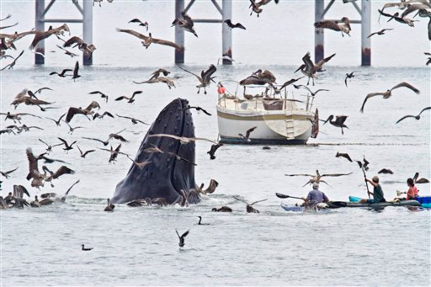 Whale watchers strike gold off Calif. coast