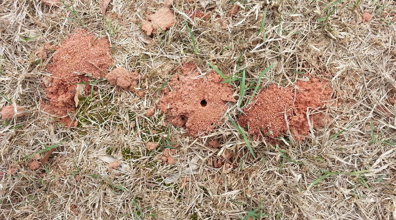 Numerous mounds with pencil-size holes might pop up suddenly in your lawn. Female bees go in and out as they collect pollen and stingless male bees hover knee high over the mounds. (Courtesy of Walter Reeves)