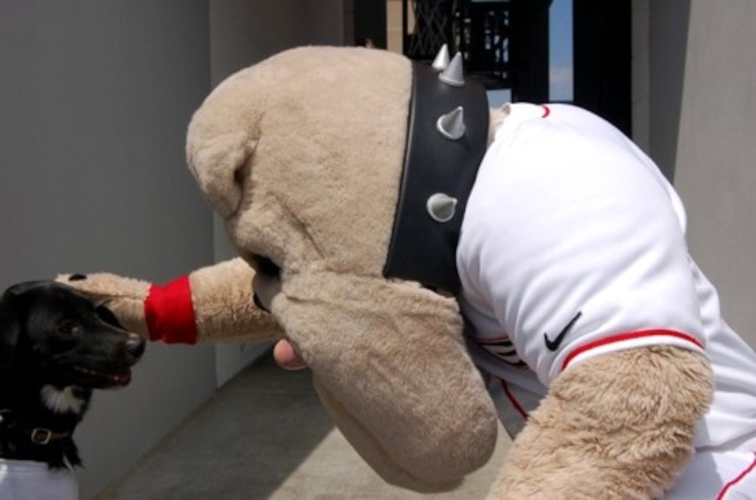 Braves fans share Bark at the Park pictures