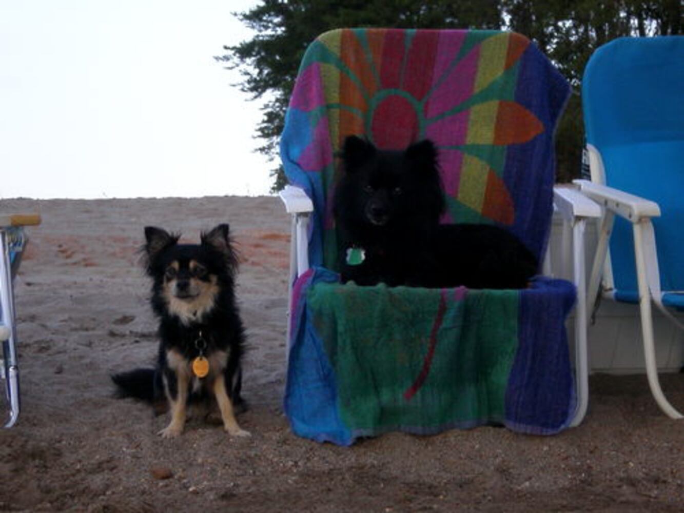 Cutest pets