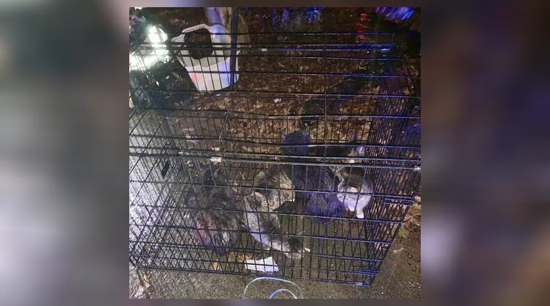 DeKalb firefighters rescued 10 cats from a Stone Mountain home Friday evening.