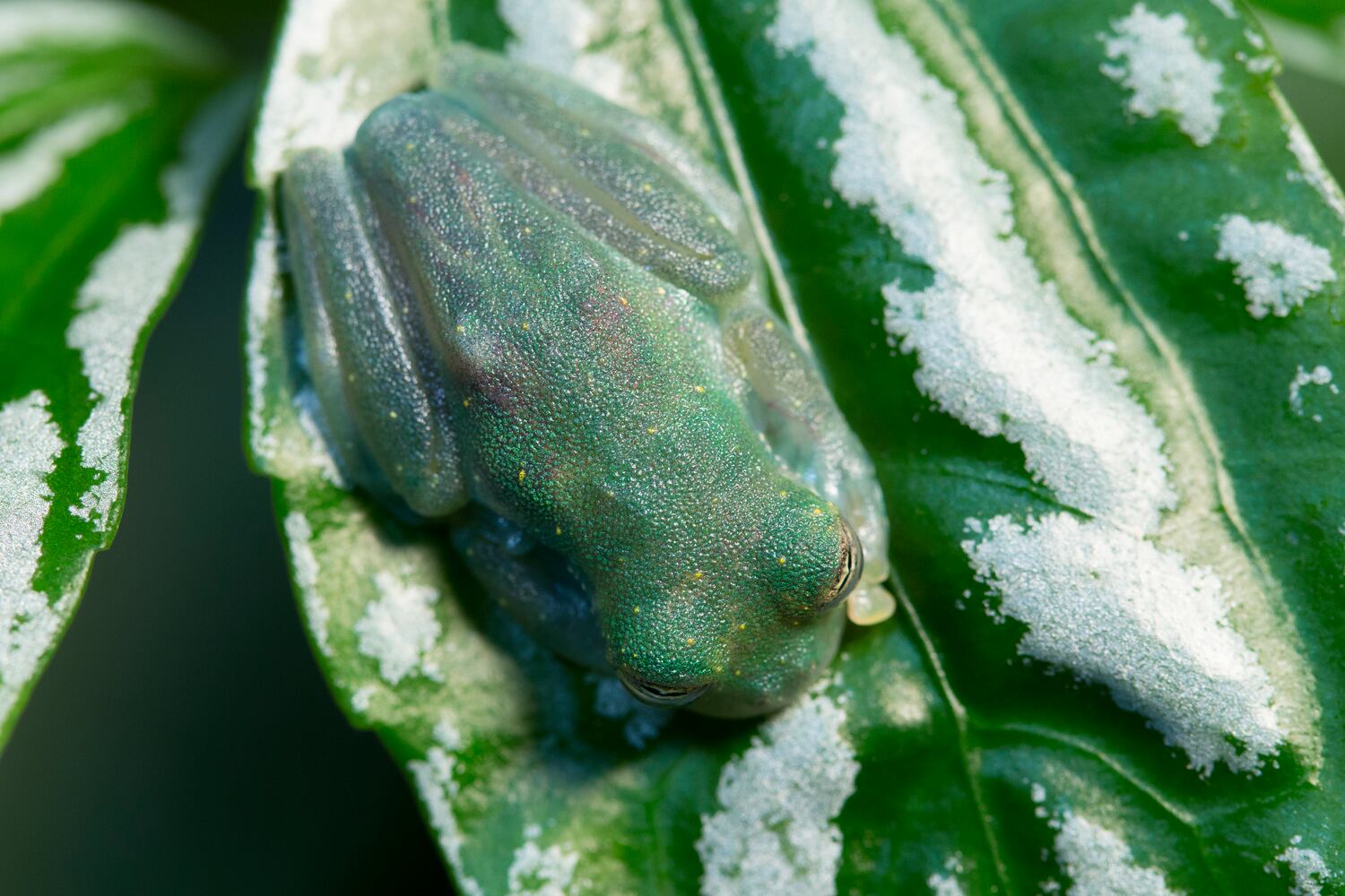 frog