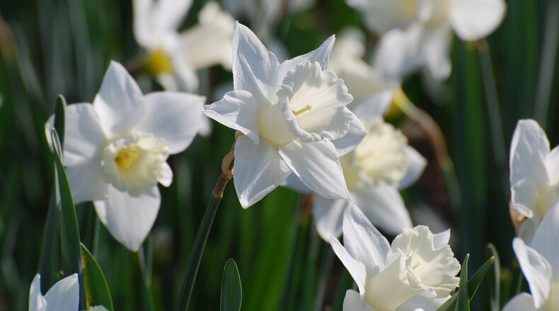 Paper-white narcissus in bloom. (Dreamstime/TNS)