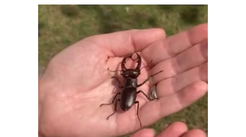 Stag beetles may look fearsome, but they have an important role in forest ecology. (Courtesy of John Lee)