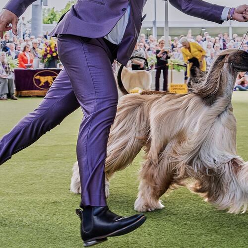 FILE — Handler Willy Santiago competes with Afghan Hound Zaida during breed group judging at the 148th Westminster Kennel Club Dog show, in this May 13, 2024 file image, at the USTA Billie Jean King National Tennis Center in New York. (AP Photo/Julia Nikhinson, File)