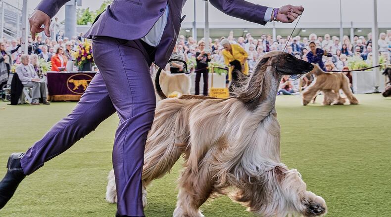 FILE — Handler Willy Santiago competes with Afghan Hound Zaida during breed group judging at the 148th Westminster Kennel Club Dog show, in this May 13, 2024 file image, at the USTA Billie Jean King National Tennis Center in New York. (AP Photo/Julia Nikhinson, File)