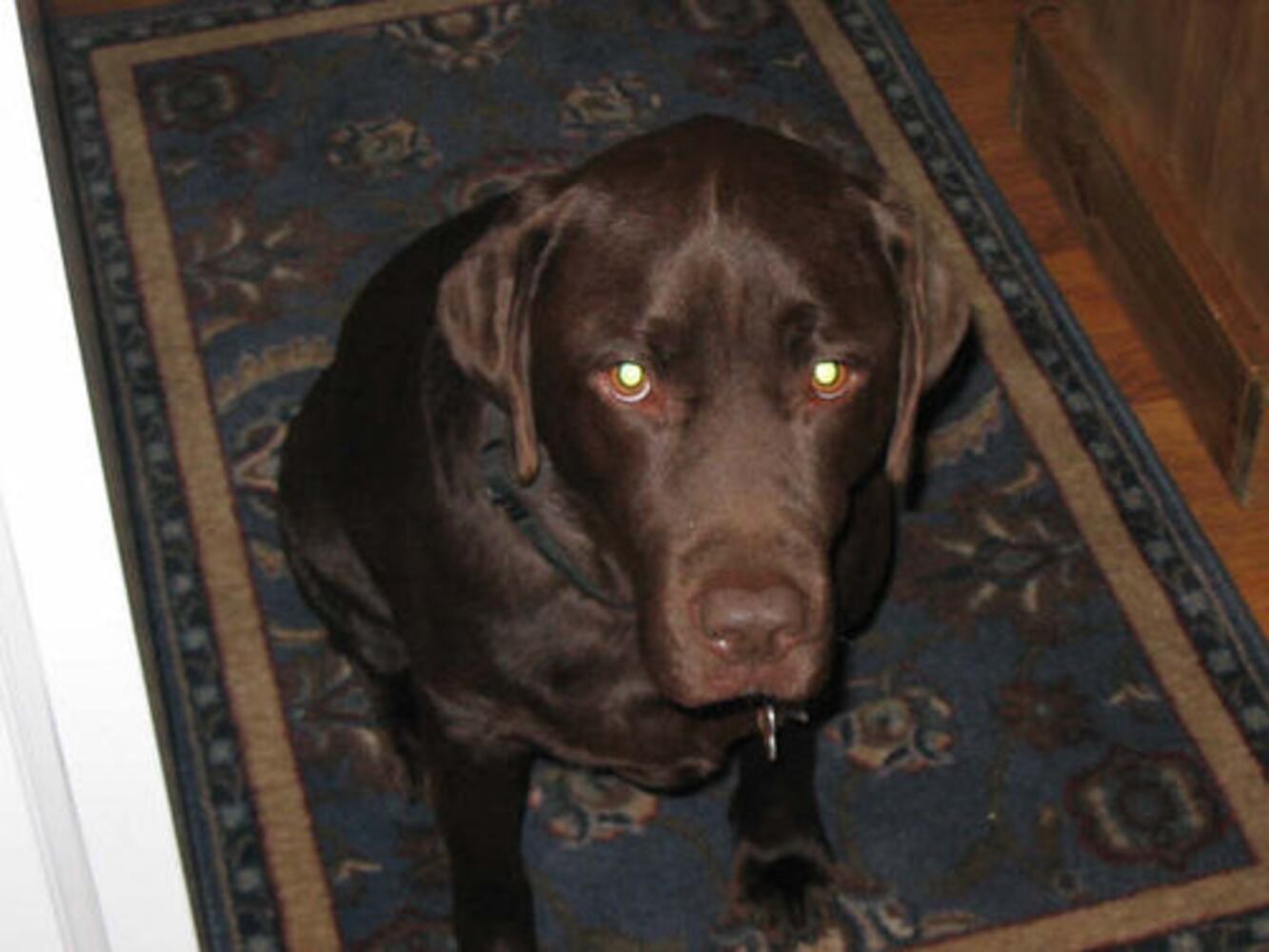 Atlanta's Top Dogs: Labrador Retrievers