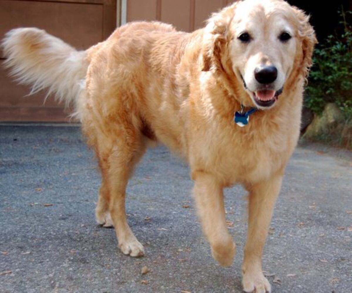Atlanta's Top Dogs: 2. Golden Retrievers
