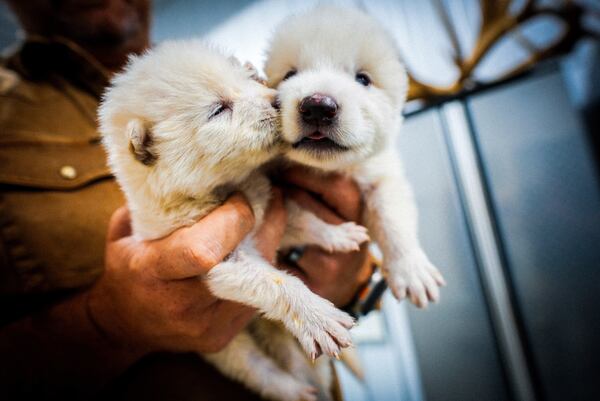 This undated photo provided by Colossal Biosciences shows two pups that were genetically engineered with similarities to the extinct dire wolf. (Colossal Biosciences via AP)