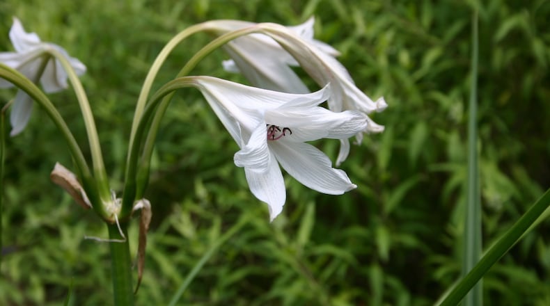 White-flowering crinum lily bulbs can be a beautiful part of a landscape. Photo Credit: Walter Reeves