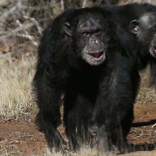 FILE - Two chimps walk together at Chimp Haven in Keithville, La., Feb. 19, 2013. (AP Photo/Gerald Herbert, File)