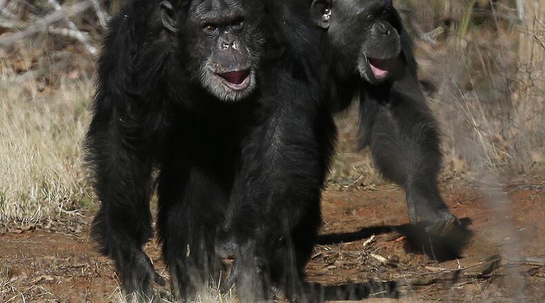 FILE - Two chimps walk together at Chimp Haven in Keithville, La., Feb. 19, 2013. (AP Photo/Gerald Herbert, File)