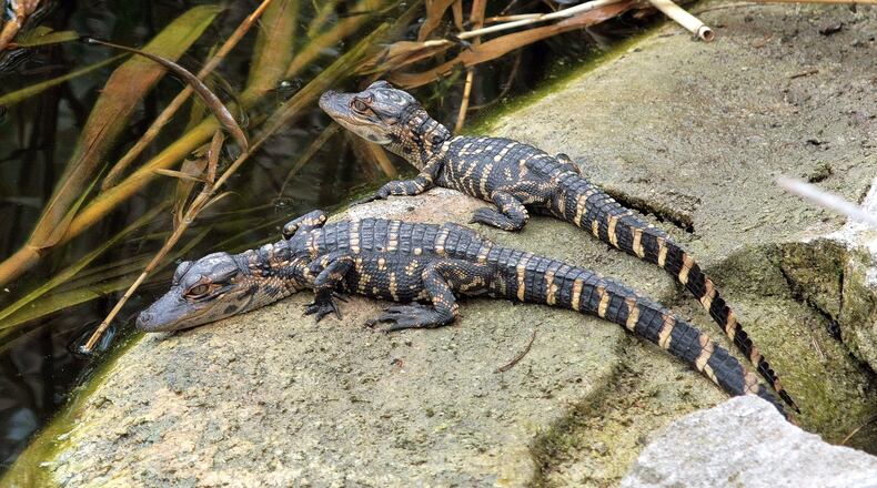 Baby alligators now are hatching in South Georgia wetlands and can be heard "clucking" to their mothers. Their mother protects them from predators such as raccoons, bobcats, birds and even other alligators.
(Courtesy of Lanare Sevi/Creative Commons)