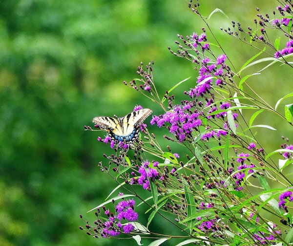 An Eastern tiger swallowtail butterfly sips nectar from the deep purple blooms of ironweed in a meadow of the Chattahoochee River National Recreation Area. (Courtesy of Charles Seabrook)