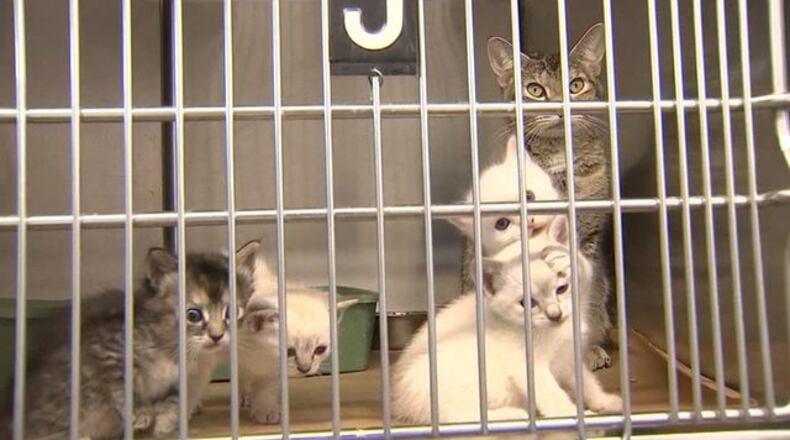 A Bartow County animal shelter is under a state quarantine for a deadly cat virus. (Credit: Channel 2 Action News)