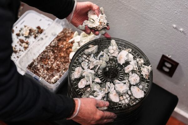 Matt Metzger, a Marine Corps combat veteran, harvests and places Psilocybe cubensis mushrooms into a dehydrator to prepare for microdosing Wednesday, March 26, 2025, in Olympia, Wash. (AP Photo/Lindsey Wasson)