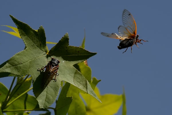 A periodical cicada flies from a branch of an American Sweetgum tree in the Valley View Nature Preserve, Monday, May 26, 2025, in Milford, Ohio. (AP Photo/Carolyn Kaster)