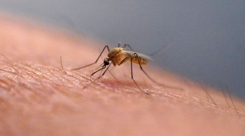 FILE - A mosquito feeds on a technician at the Salt Lake City Mosquito Abatement District on July 26, 2023, in Salt Lake City. (AP Photo/Rick Bowmer, File)