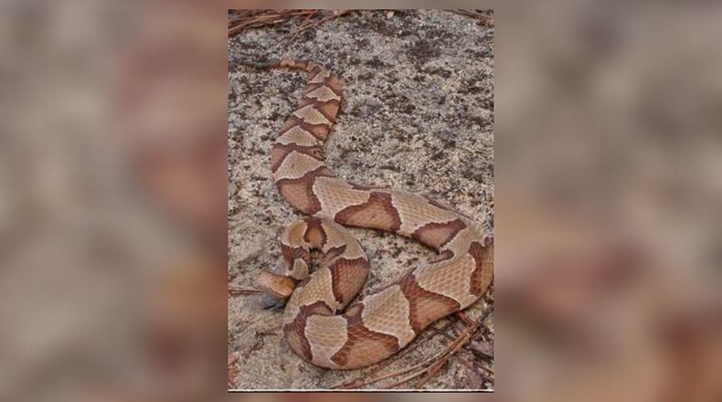 Copperheads are commonly found in metro Atlanta. (Credit: Alan Cressler)