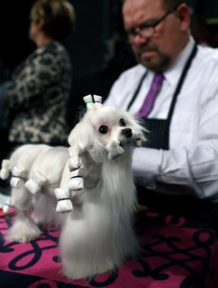 136th Annual Westminster Kennel club dog show