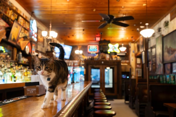 Archer, a local neighborhood cat, enjoys special treatment at Manuel's Tavern, an iconic Atlanta bar that has been running since the 1950's on Thursday, March 28, 2024. (Olivia Bowdoin for the AJC).