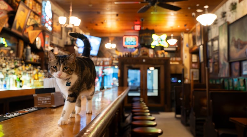 Archer, a 4-year-old cat who haunts the Poncey-Highland neighborhood, has become a regular at Manuel's Tavern since he first sauntered into the Atlanta bar nearly two years ago. Photos by Olivia Bowdoin for the AJC