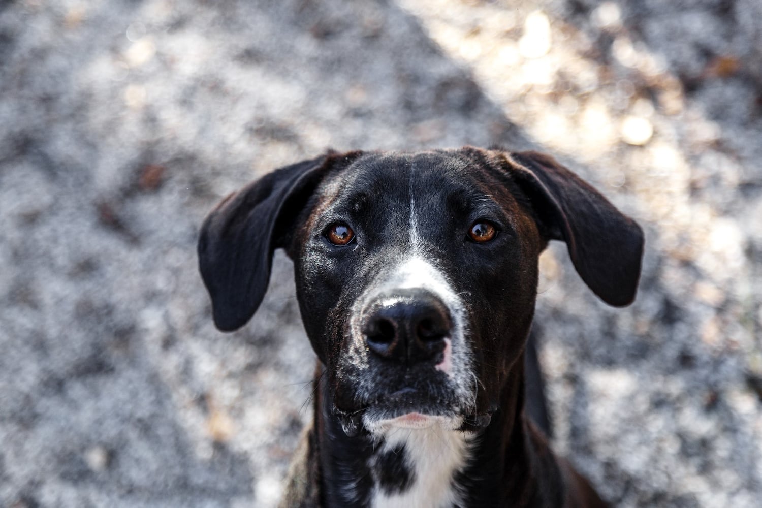 Photos: Adoptable Friends from PAWS Atlanta