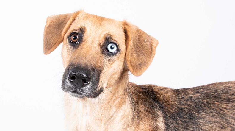 This is Athena, a dog. Athena and other dogs and other cats are free to adopt at LifeLine shelters in Fulton and DeKalb counties until Sunday, June 16, 2019.
