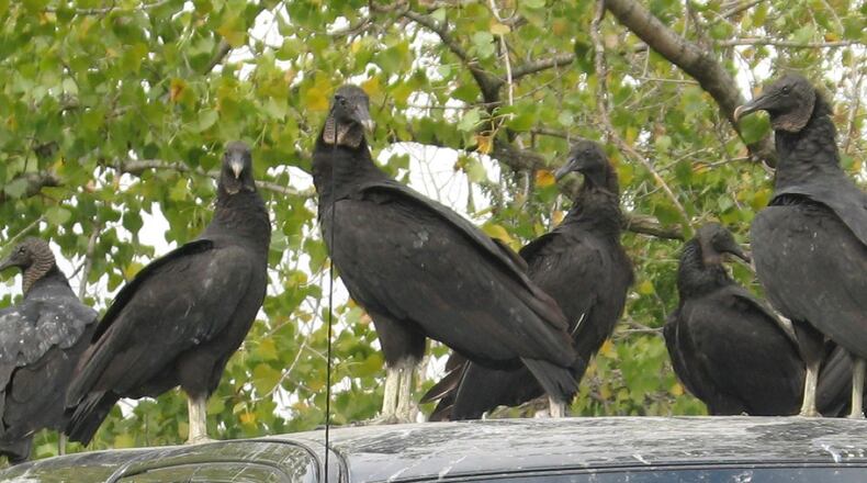 The US Department of Agriculture and Department of Natural Resources will be shooting off pyrotechnic devices utilizing flash bangs to discourage vultures from roosting on a cell tower near Shadow Brook Church in Suwanee. (Courtesy US Department of Agriculture and Department of Natural Resources)