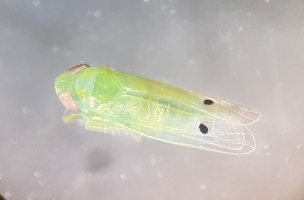 Why do problematic insects have to look so cool? 