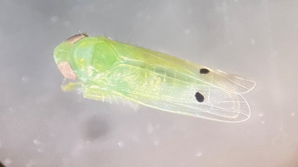 The cotton jassid, an invasive insect native to India, is spreading in the state, posing a threat to multiple crops. The tiny green bugs can be distinguished by the single dark spots they have on each wing.(Courtesy of University of Georgia Extension Service)
