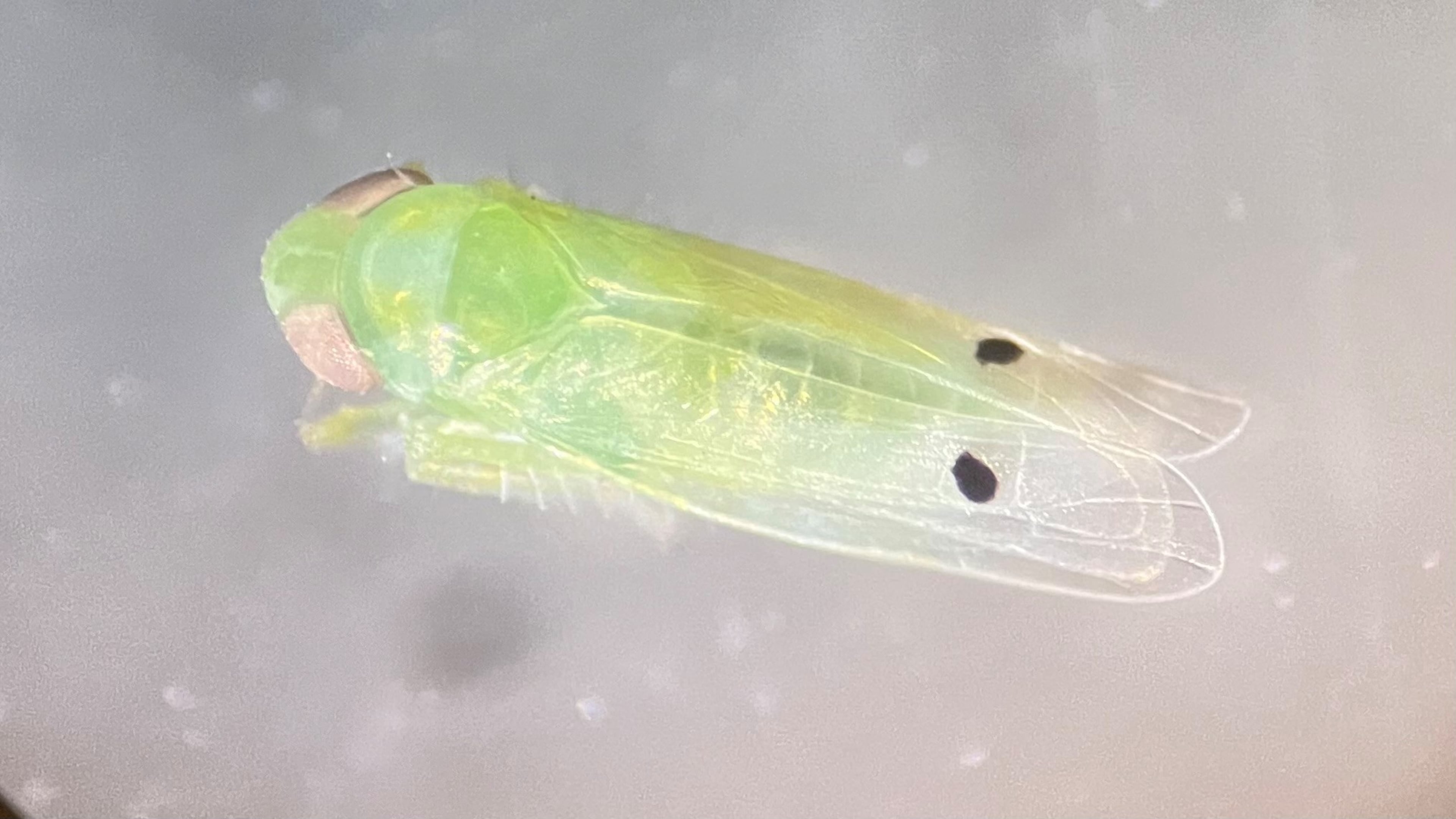 The cotton jassid, an invasive insect native to India, is spreading in the state, posing a threat to multiple crops. The tiny green bugs can be distinguished by the single dark spots they have on each wing.(Courtesy of University of Georgia Extension Service)