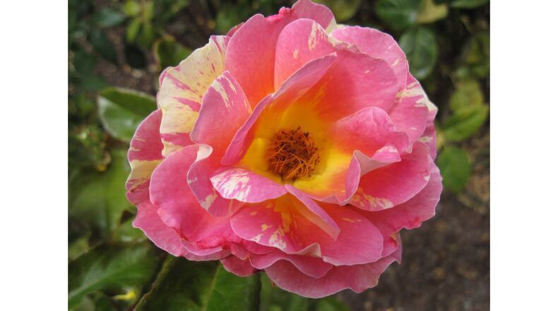 If a particular rose strikes your fancy, it's easy to take cuttings and propagate it. The resulting rose will be identical to the first. (Walter Reeves for The Atlanta Journal-Constitution)