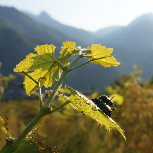 Japanese beetles (Popillia japonica) sit on a vine leaf in Pont Saint Martin, in the Valle d'Aosta region, Italy, Thursday, July 9, 2026. (AP Photo/Antonio Calanni)