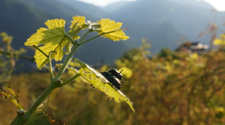 Japanese beetles (Popillia japonica) sit on a vine leaf in Pont Saint Martin, in the Valle d'Aosta region, Italy, Thursday, July 9, 2026. (AP Photo/Antonio Calanni)