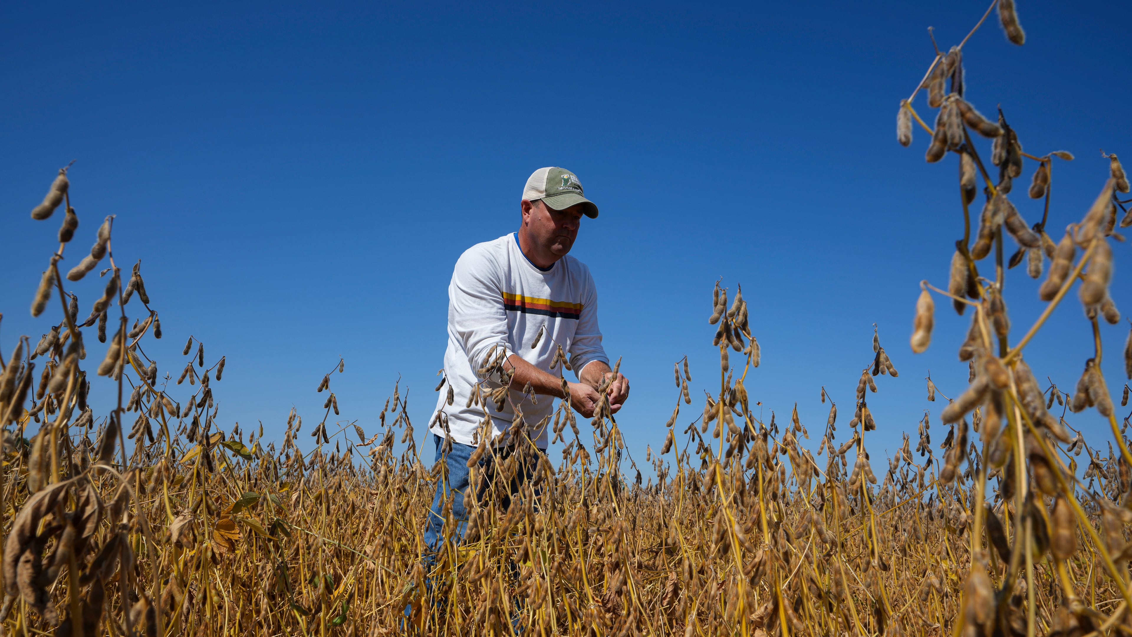 Brian Warpup inspects one of his soybean fields in Warren, Ind., Thursday, Sept. 11, 2025. (AP Photo/Michael Conroy)