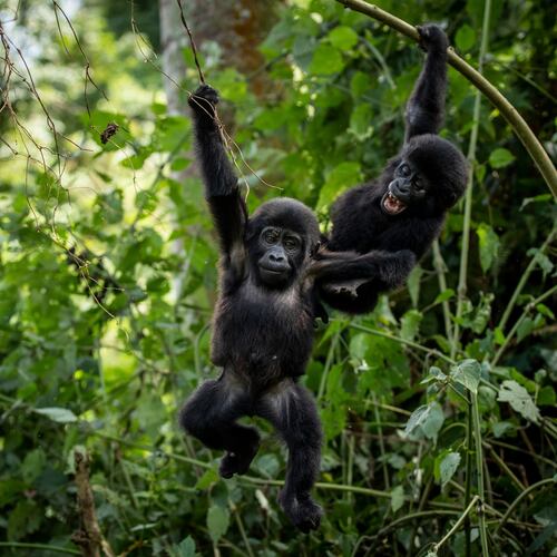 FILE - Two one-year old baby mountain gorillas swing from branches as they play together in the forest of Bwindi Impenetrable National Park in southwestern Uganda Saturday, April 3, 2021. (AP Photo, File)