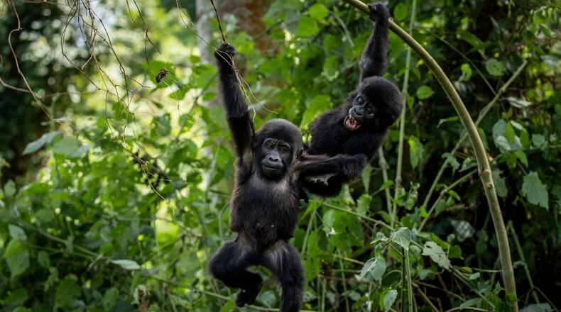 FILE - Two one-year old baby mountain gorillas swing from branches as they play together in the forest of Bwindi Impenetrable National Park in southwestern Uganda Saturday, April 3, 2021. (AP Photo, File)