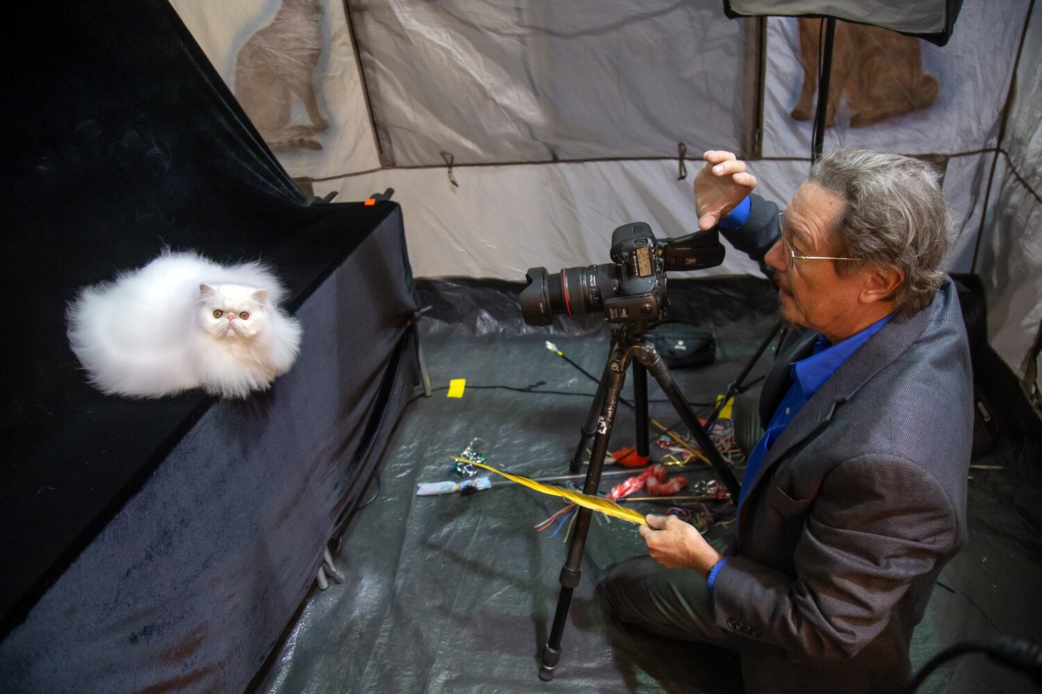 PHOTOS: 81st annual Cotton States Cat Show