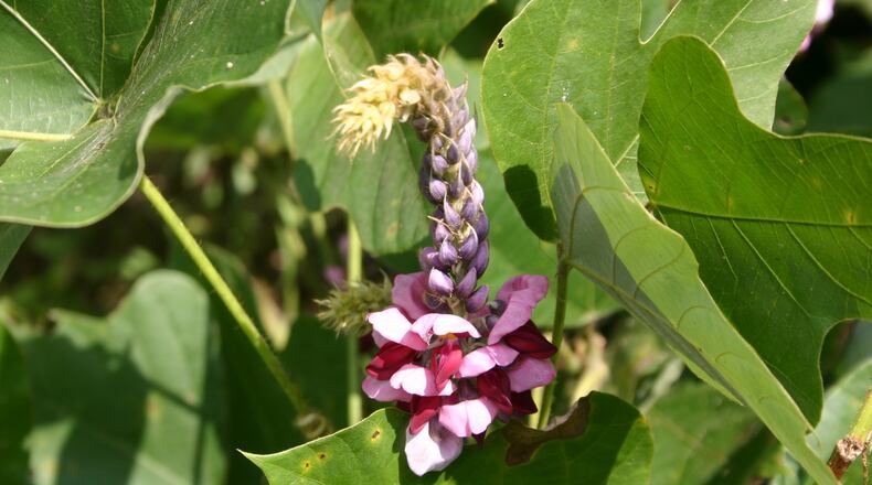 Purple kudzu flowers are attractive and fragrant. PHOTO CREDIT: Walter Reeves