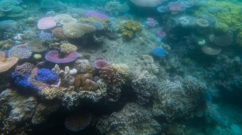 The photo shows Australia’s Great Barrier Reef where parts of the reef are turning white in an effect known as bleaching. Scientists believe bleaching occurs when ocean temperatures become too warm. Bleaching eventually kills the reef.