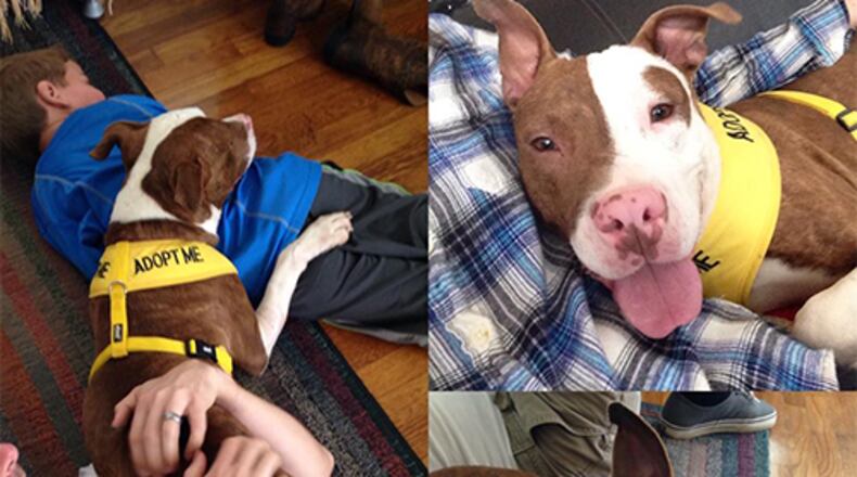 Cider is among the staff picks of adoptable animals from Lifeline Animal Project in DeKalb County.